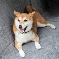 Bagagerumsbeskyttelse til bil — Ideel til at transportere hunde 